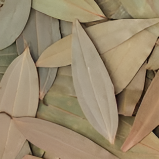 Bay leaf